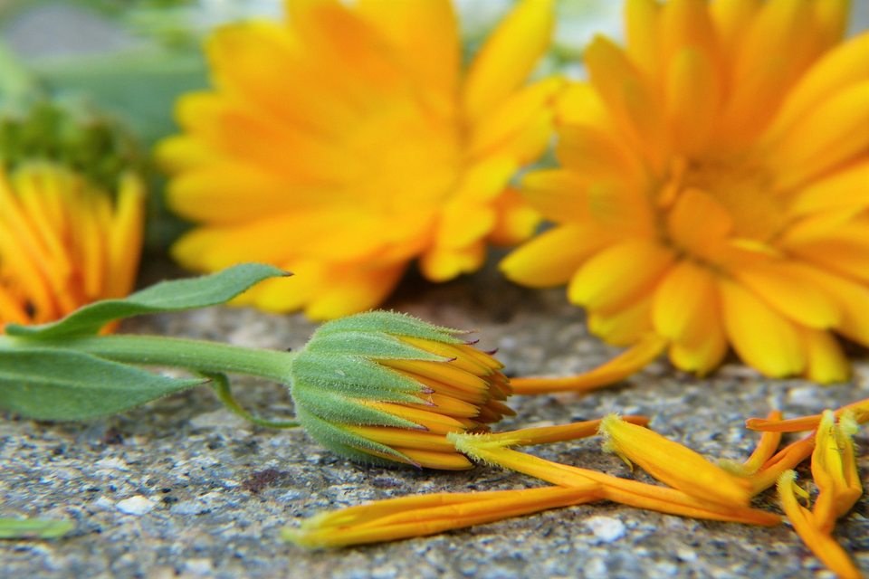 Naturopatia Lecce